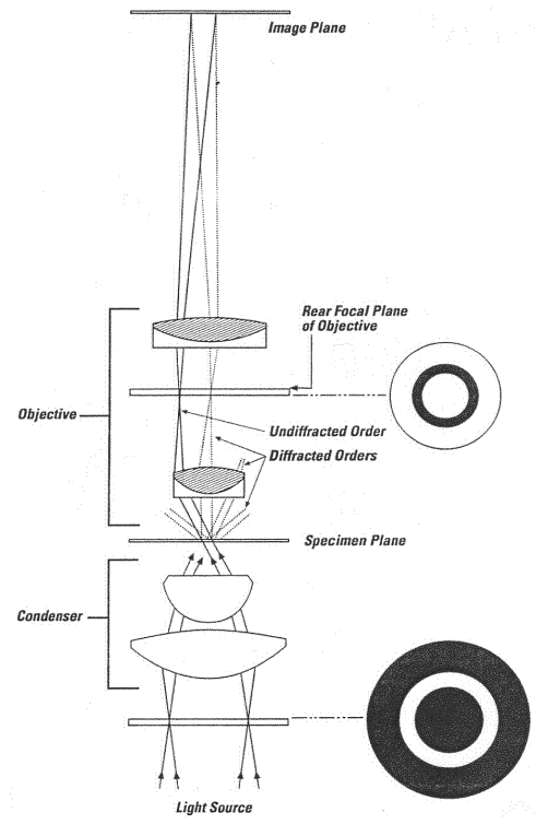 ACCU-SCOPE-3012-Phase-Contrast-Microscopy-fig-1