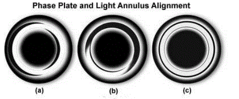 ACCU-SCOPE-3012-Phase-Contrast-Microscopy-fig-2