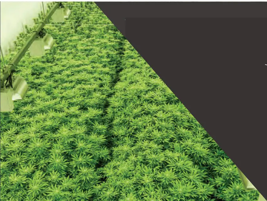 Macurco CD-6B CO2 Gas Detection Application -GROW