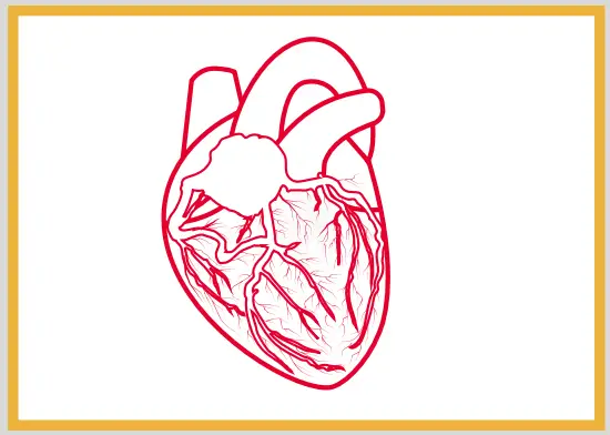Index of Microcirculatory Resistance (IMR)