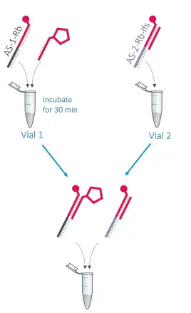 dynamic-BIOSENSORS-AS-1-Rb- v5.1-Adapter-Strand-