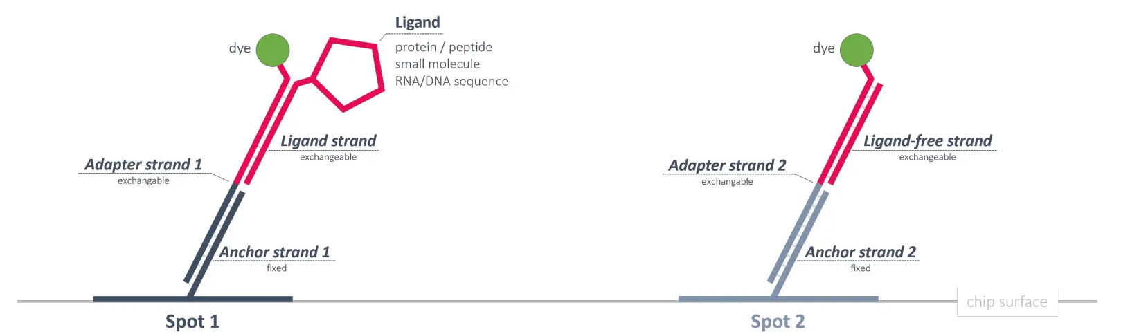 heliX ® Adapter Chip Overview