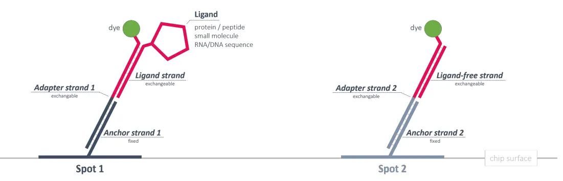 dynamic -BIOSENSORS-AS-2-Ga-lfs v5-1 Adapter-Strand-fig-1