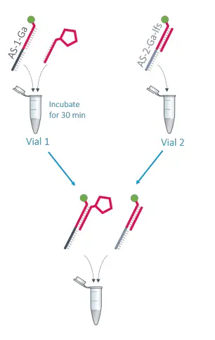 dynamic -BIOSENSORS-AS-2-Ga-lfs v5-1 Adapter-Strand-fig-2