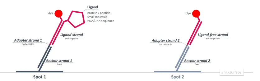 dynamic-BIOSENSORS-AS-2-Ra-lfs-Adapter-Strand-2 -FIG-1