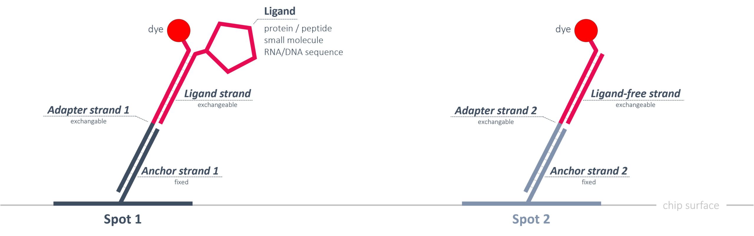 dynamic BIOSENSORS ASP 1 Ra Adapter Strand Package - Adapter Chip Overview 1